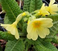 Primula elatior pallasii
